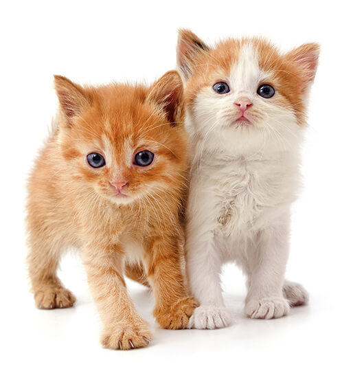 health care for two orange and white kittens