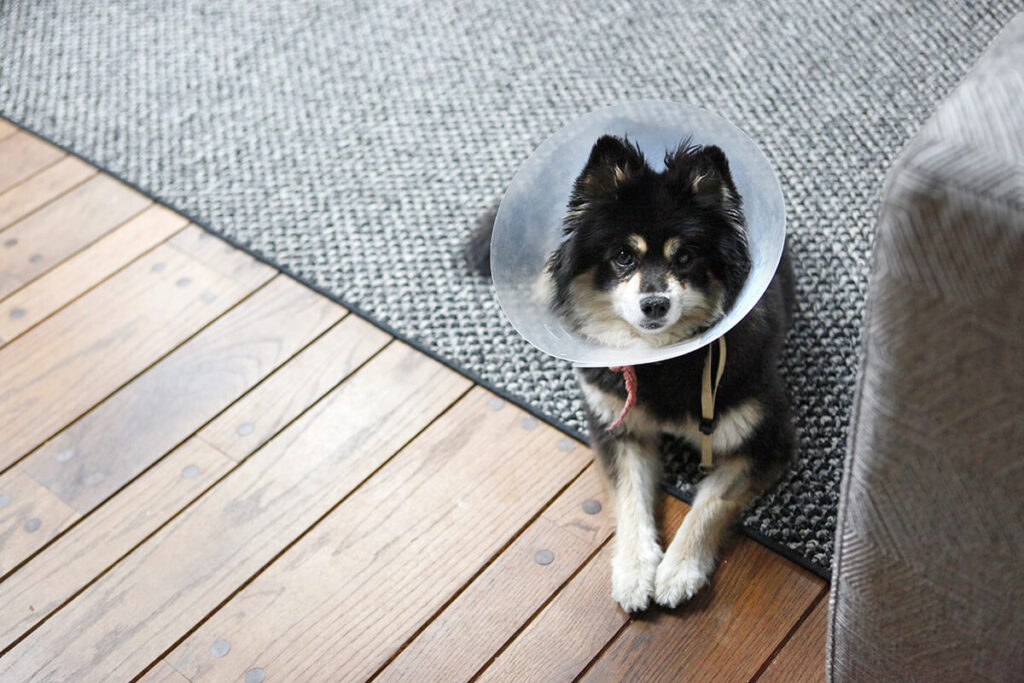 dog healing acl tear with a cone
