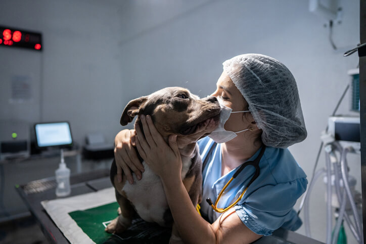 dog with vet