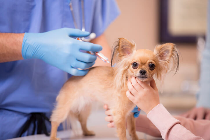 vaccinations for pets