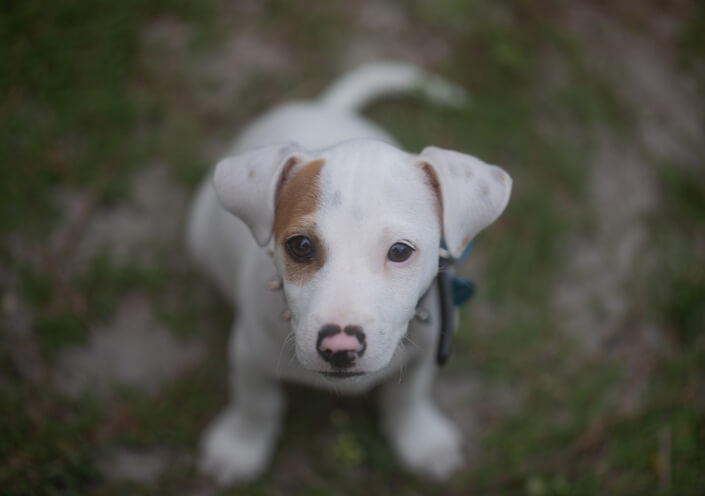 preventative health care for a brown and white puppy