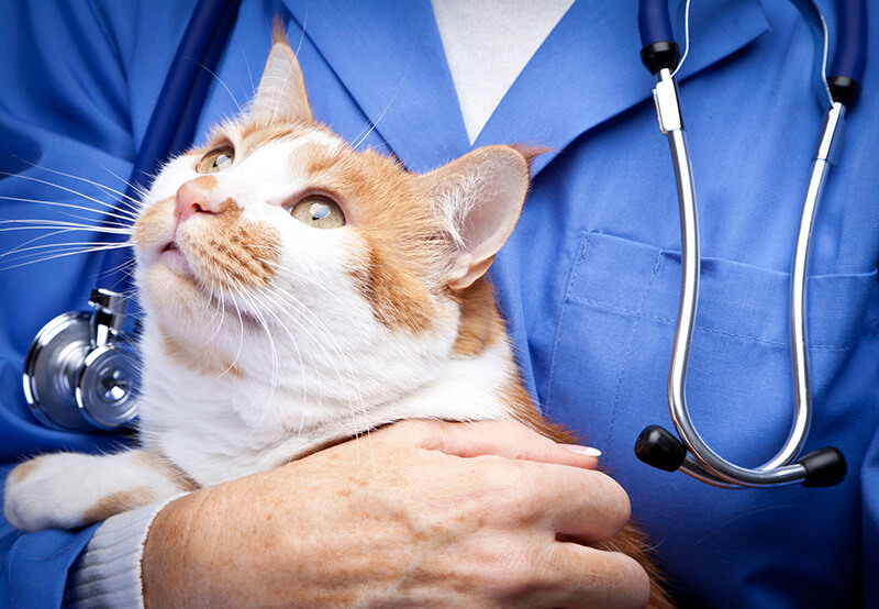 vet health exam for an orange and white pet cat