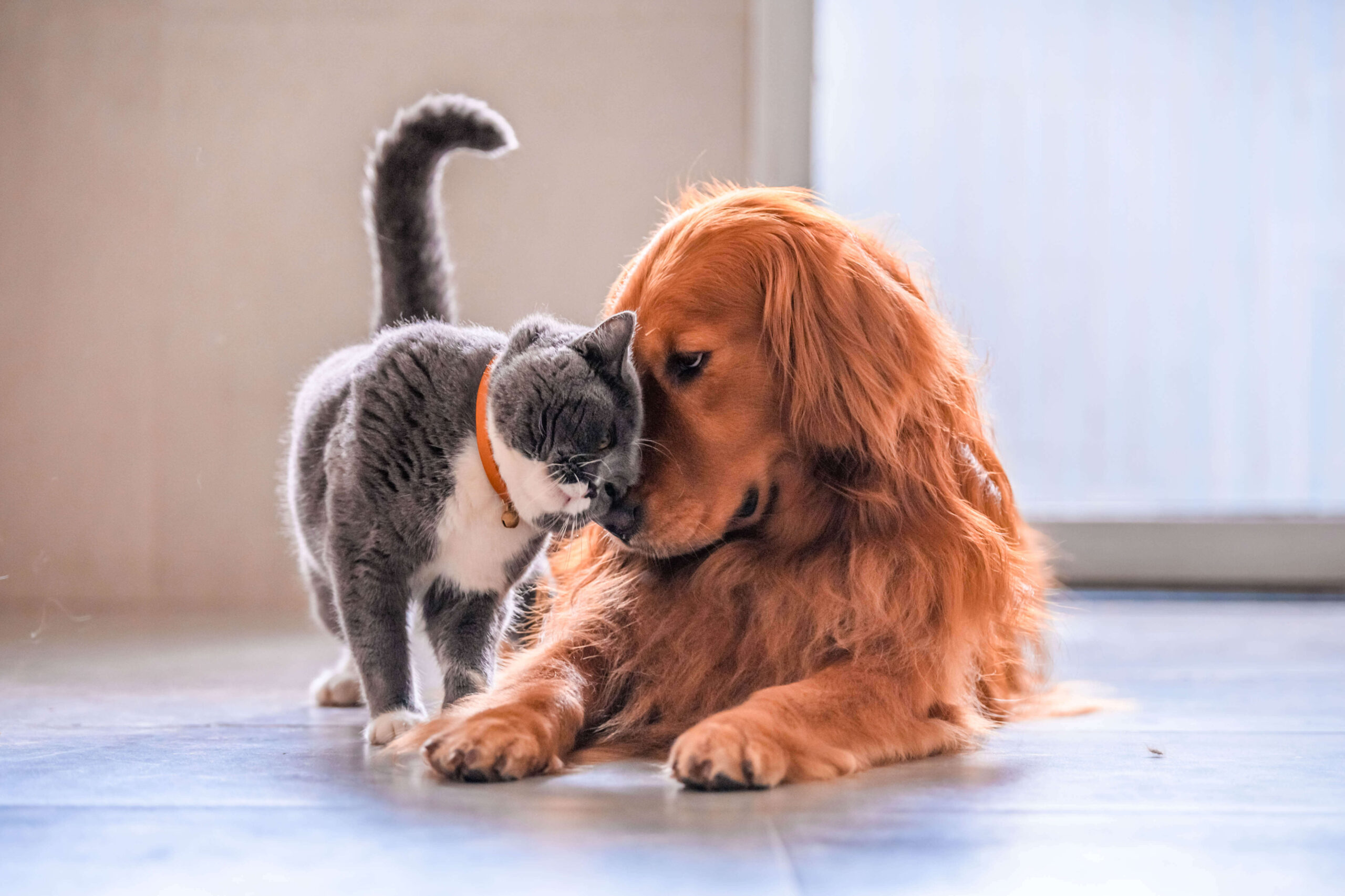 caring for sick pets, cat and dog show affection