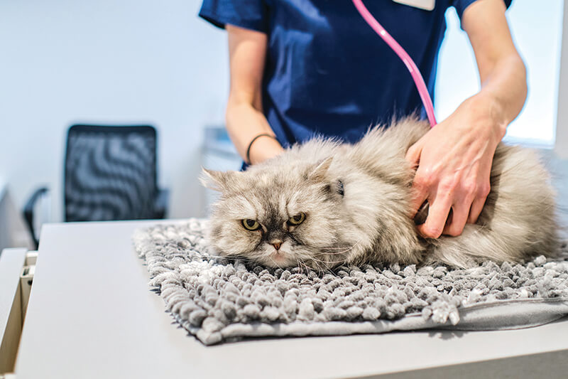 grumpy cat during a vet health care checkup