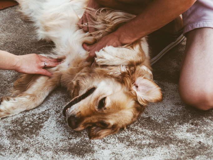 checking family dog for ticks