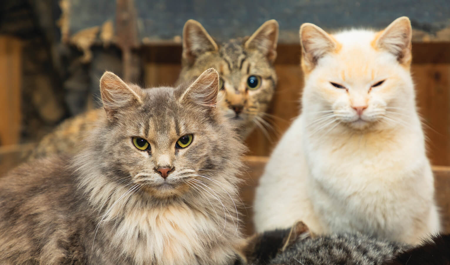 cats with feline blockage symptoms