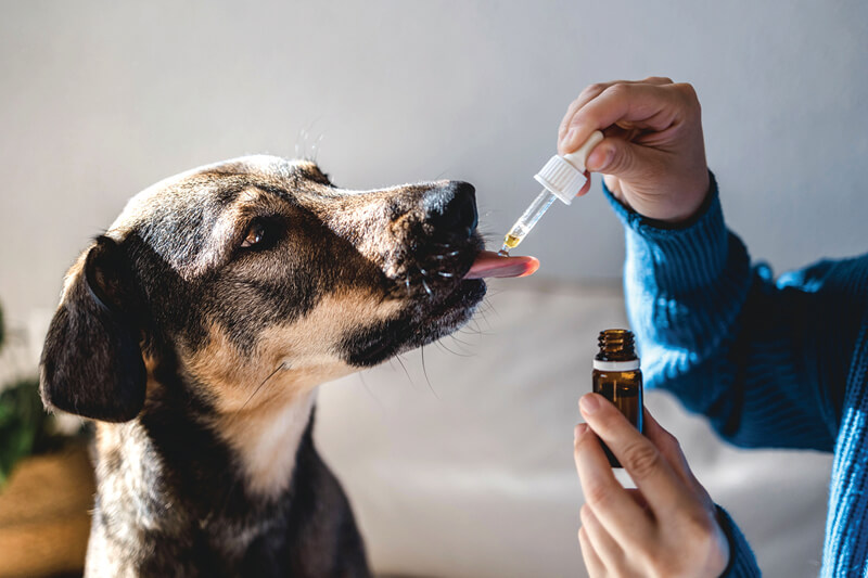 giving medicine to dog in eyedropper