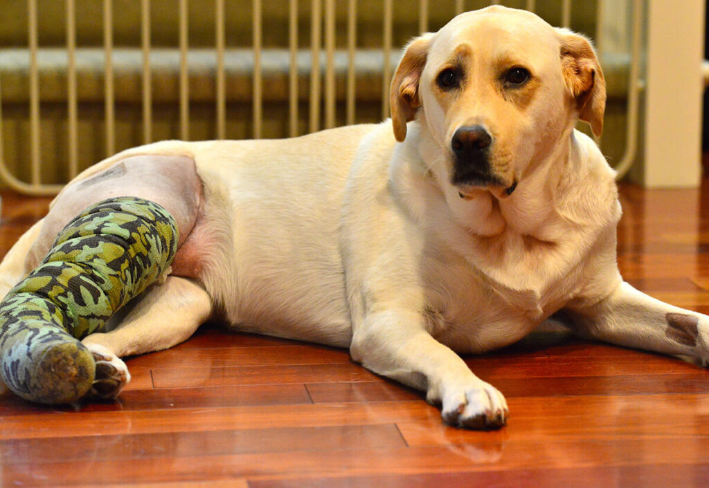 injured acl golden lab