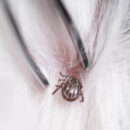 Managing Tick-Borne Diseases in Pets