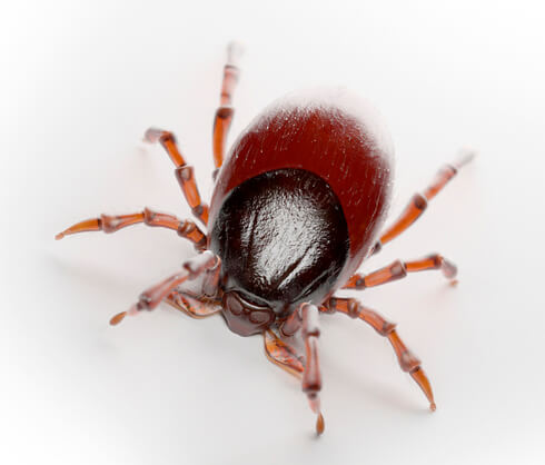 pet tick inspections and treatment