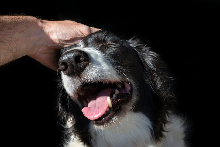 petting a happy dog