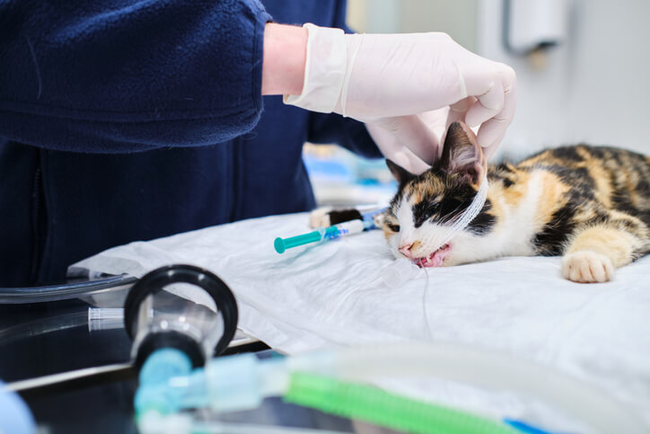 prepping cat for surgery