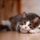 The Dangers of Declawing Cats