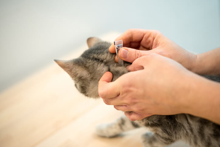 removing tick from cat