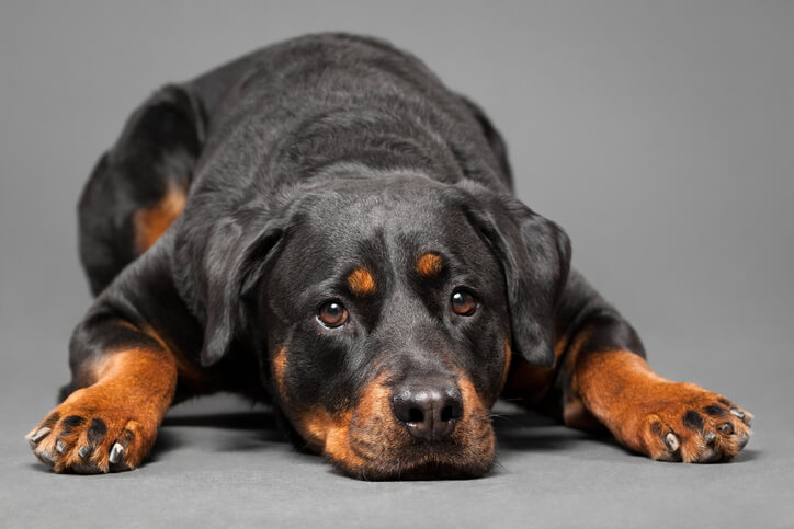 sad Rottweiler