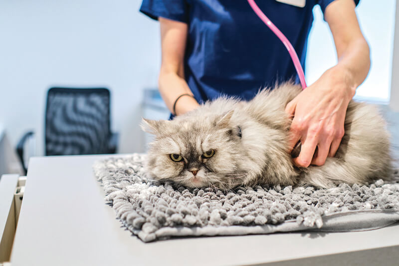 sick cat at the vet getting treatment, grumpy cat