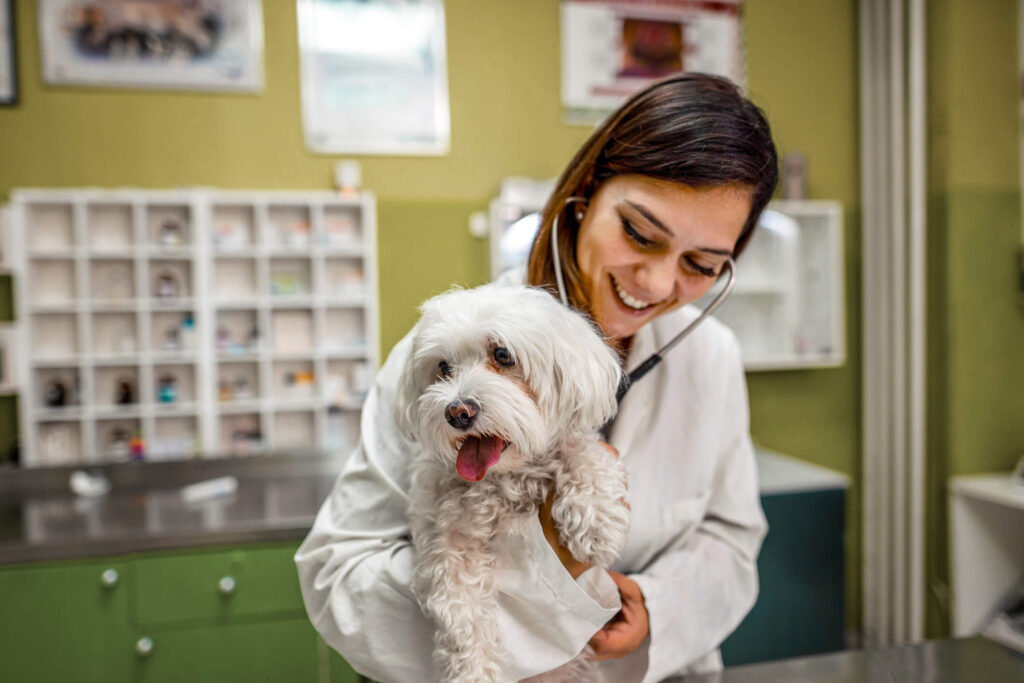 sick dog at vet