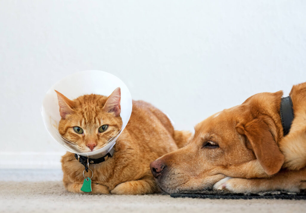 Can Dogs Gets Sick From Cats?