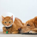 Common Items Poisonous to Your Pets & What To Do If Ingested