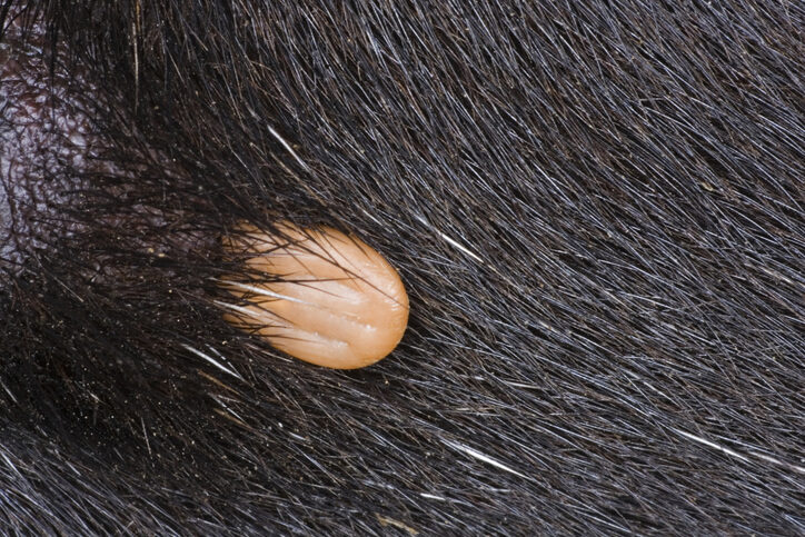 tick buried in dark dog fur