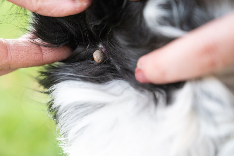 tick can cause diseases with dogs