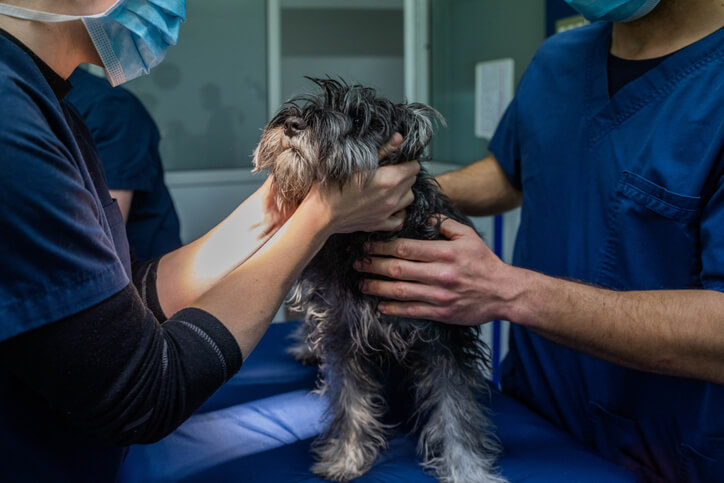 veterinarians checking dog